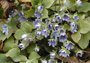 Печеночница, перелеска (Hepatica)