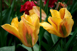 10 лучших сортов зеленоцветковых тюльпанов