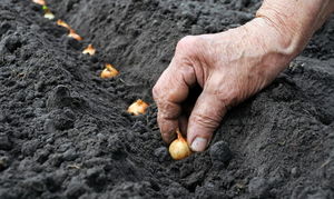 Посадка лука-севка – обработка посадочного материала, подготовка почвы