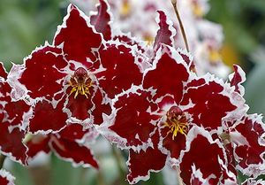 Одонтоглоссум (Odontoglossum)