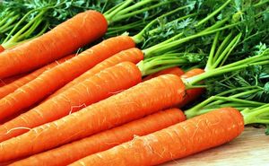 10 малоизвестных фактов о моркови