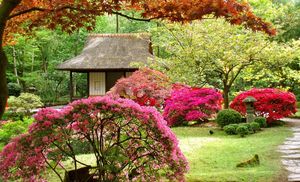 Мой зачарованный сад: японские мотивы на 6 сотках