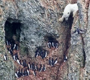 Невероятно смелый медведь на скале
