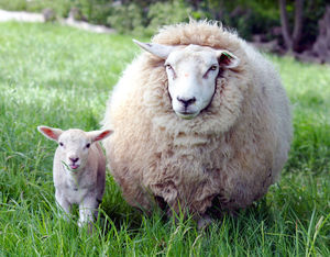 Как стригут овец и обрабатывают шерсть