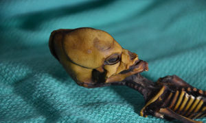 Ученые опубликовали результаты исследования мумии миниатюрного «пришельца» из пустыни Атакама