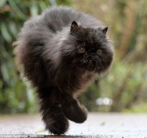 Необычный персидский кот