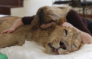 Женщины спасают льва (3 фото)