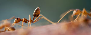 Странный медицинский случай в Индии: Из глаза девочки извлекли более 60 муравьев