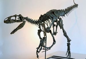 Скелет 155.000.000- летнего Аллозавра выставлен на продажу за 2.000.000$