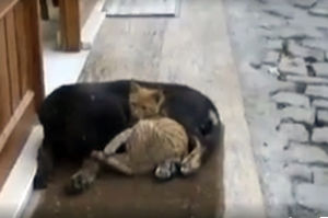Бездомный кот и пес встретились холодным днем у дверей кафе. То, что было дальше, просто очаровательно