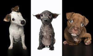 Трогательные фотографии, раскрывающие "совершенные несовершенства" спасенных собак