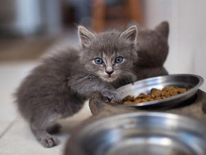 Кормим кошку правильно! 5 самых распространенных заблуждений о питании любимицы