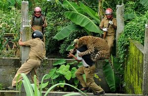 Как поймать леопарда, а не быть пойманным им (8 фото)