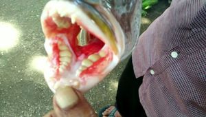 В Индонезии выловили рыбу с человеческими зубами