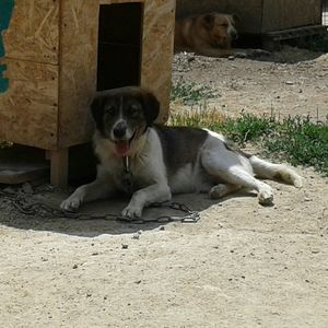 Шанс, которого могло и не быть! История Гриши, привезённого в багажнике и брошенного на солнышке…