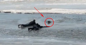 В Хабаровске спасли пса, который провалился под лёд в погоне за птицей