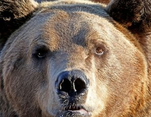 В Латвии медведь-нелегал сломал пограничный забор, чтобы сбежать в Россию