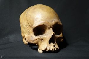 История черепа, найденного в британском пабе.