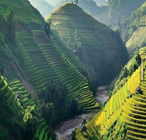 Рисовые поля во Вьетнаме