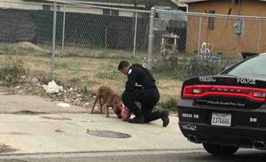 Поступок полицейского по отношению к бездомной собаке поразил всех