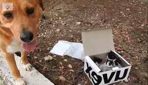 Любопытная собака нашла бесхозную, шевелящуюся коробку, открыв ее хозяйка была изумлена