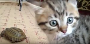 Неожиданное знакомство котенка с черепахой… Потрясающая реакция!