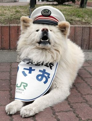 В Японии семья собак стала работниками станции