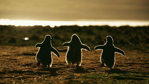Эти удивительные пингвины