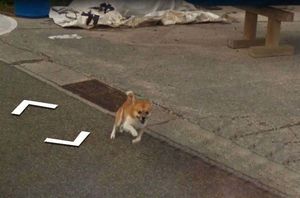 В Японии собака проследовала за автомобилем Google Street View, забавно «испортив» каждую сделанную им фотографию