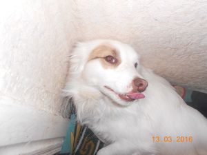 Отблагодарил за доброту: в Башкирии собака, отвергнутая хозяевами, спасла новую семью из пожара