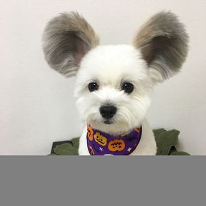 Этот щенок с ушами Микки Мауса очаровал интернет, а его фотографии сделают ваш день