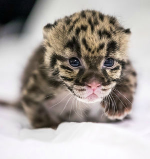 Зоопарк Нашвилла опубликовал первые фото детеныша дымчатого леопарда, рожденного в феврале