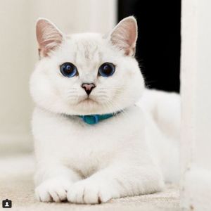 Белый Кофе - кот, который сумел победить рак! Жизненная история