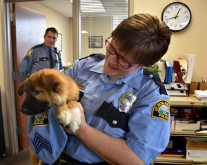Очаровательный щенок получил в полиции должность "офицер для обнимашек"