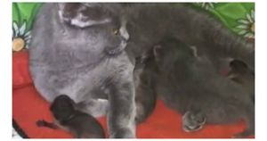 Кошка стала мамой для трех новорожденных енотов