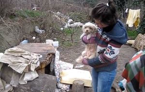 Ялта: спасение несчастных собак из бомжатника! Видео с места событий