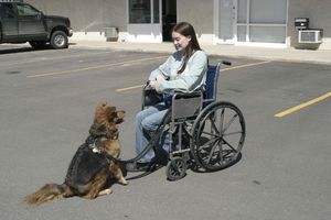 Собаки — помощники инвалидов