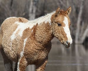 Кудрявые лошадки — невероятно красивые создания, о которых мало кто знает!