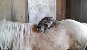 Какая неудобная лошадь! Котик безуспешно пытается улечься на спине пони