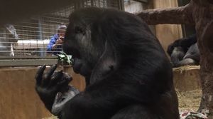 В зоопарке Вашингтона горилла расцеловала новорожденного детеныша