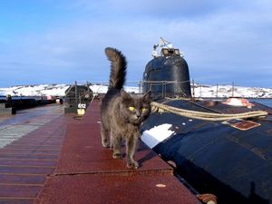 Этот кот выжил в трёх затоплениях кораблей, не поверишь!