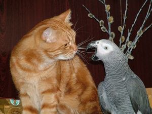 Этот попугай точно знает, что сказать наглому коту! Улыбнись!