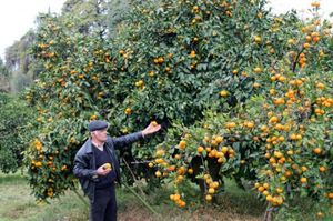 История появление мандарин в Абхазии