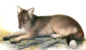 История исчезнувшей фолклендской лисицы