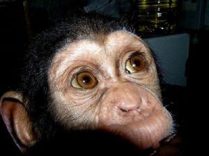 От шимпанзе отказалась мама, но его усыновили