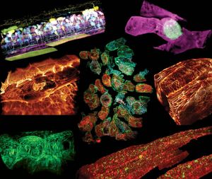 Новый микроскоп показал работу клеток внутри организма в 3D