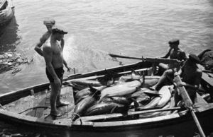 Как в СССР после войны добывали дельфинов для еды