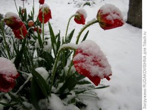 Крым засыпало снегом! Похоронила свои растюшки…