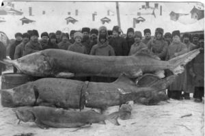 Российские рыбаки: что ловилось в старину