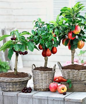 Не обязательно иметь сад под окнами, чтобы выращивать фрукты!
